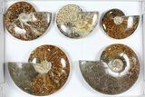 Lot: Polished Ammonites ( - ) - Pieces #101601-2